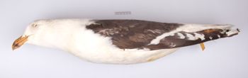 Media type: image;   Ornithology 250175